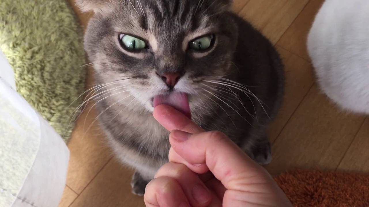 Cute Cat Eating Out of Owner's Hand YouTube