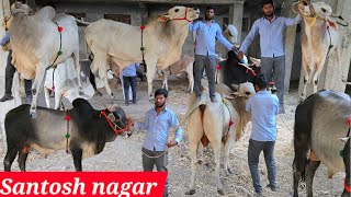 Pure Ongole bull's available in Santosh Nagar colony Hyd | bade janwar available in Hyderabad