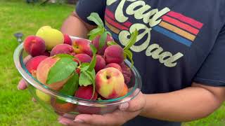 How To Grow Peach Trees in the Suburbs of Central Texas