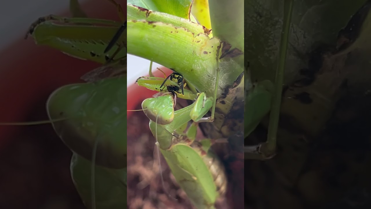 praying mantis vs wasp