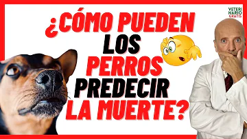 ¿Pueden los perros percibir la muerte súbita?