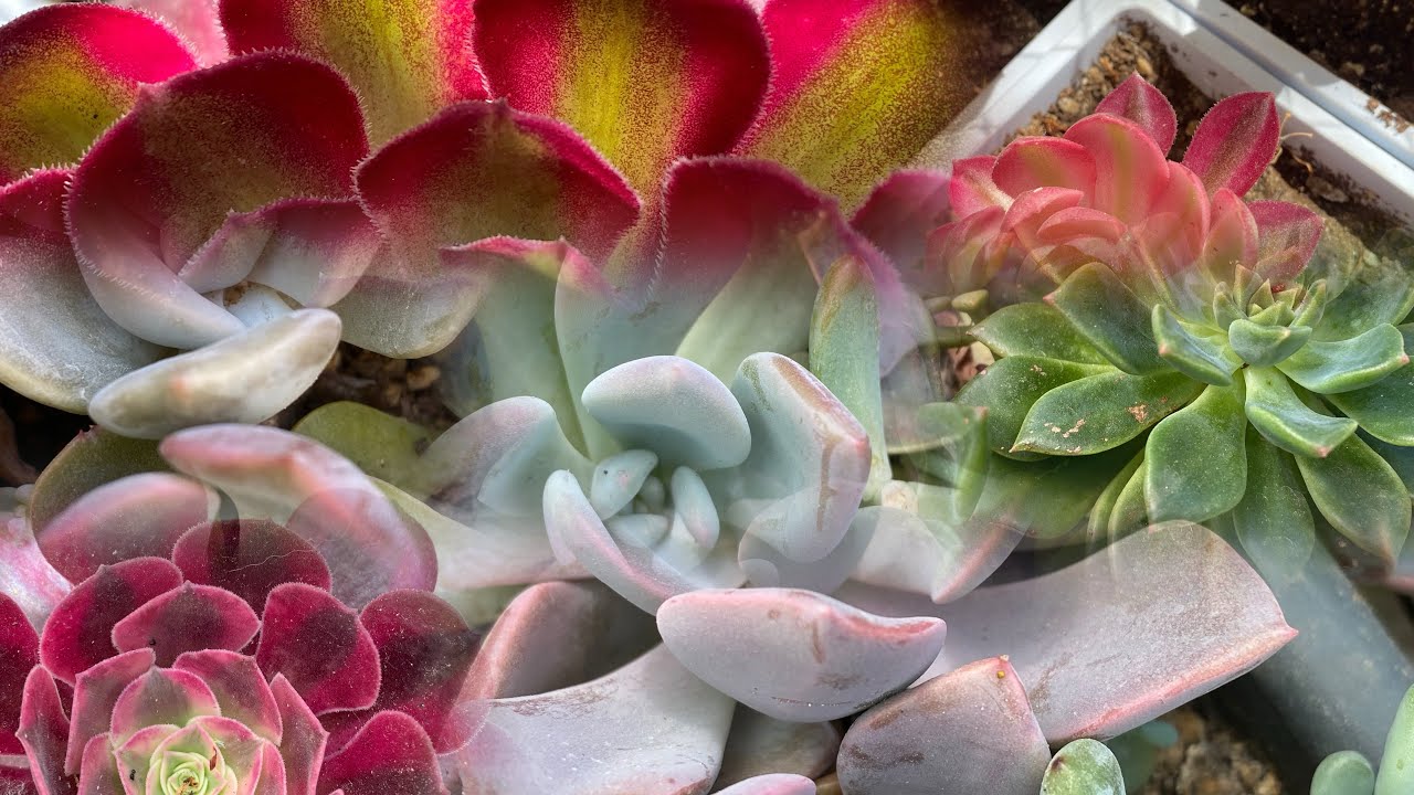 Aeoniumlar ilaçlama sonrası⁉️Serada son yaptıklarım✅