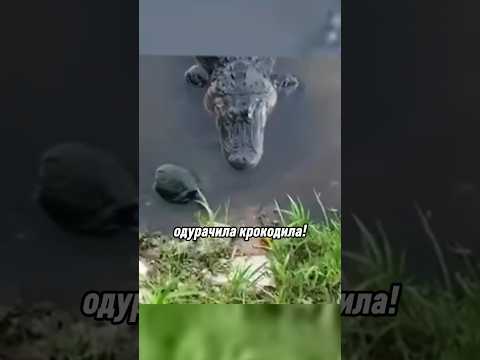 Черепаха одурачила Крокодила! 😂 #смешно #юмор #животные #новости #природа