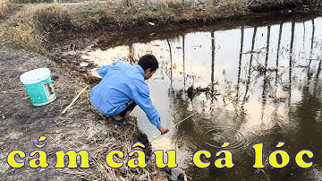 Trải nghiệm CẮM CÂU CÁ LÓC BẰNG MỒI DẾ, mồi nhạy cá lóc cá rô dính đủ | Cuộc Sống Ruộng Vườn