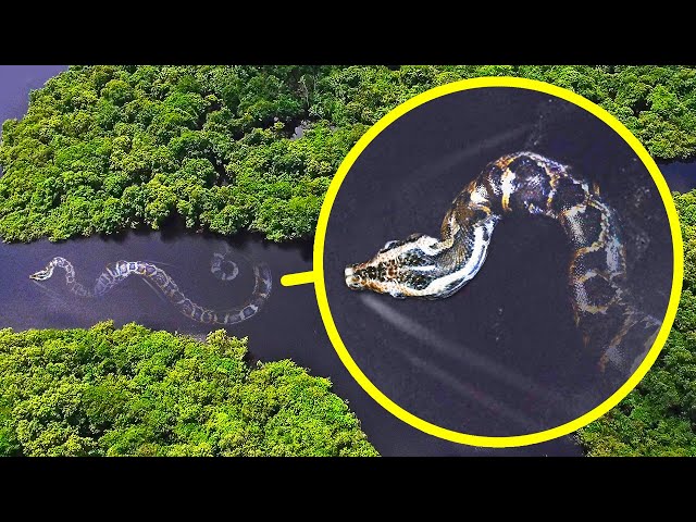 Yalangoch qullar qul bozori video