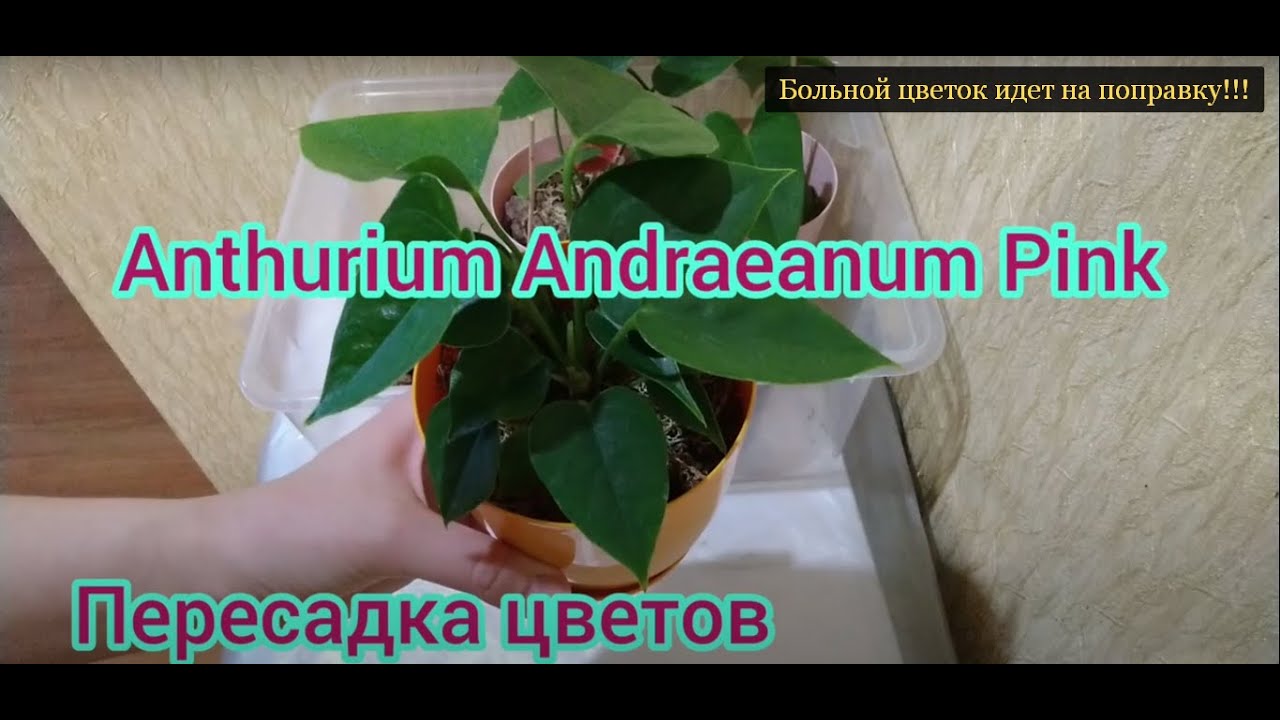 Больной Антуриум Пинк (Anthurium Pink) идёт на поправку!!!