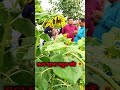 ঈদের দিন ঘুরতে গিয়ে যা দেখলাম 🥰 | Mitali Agro | #shorts