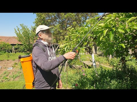 Видео: Пръскане на сливи - кога и какво да пръскате върху сливовите дървета