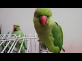 Parrot sound mithu talking parrot - Parrot talking mithu mithu - Australian parrot