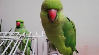 Parrot sound mithu talking parrot - Parrot talking mithu mithu - Australian parrot