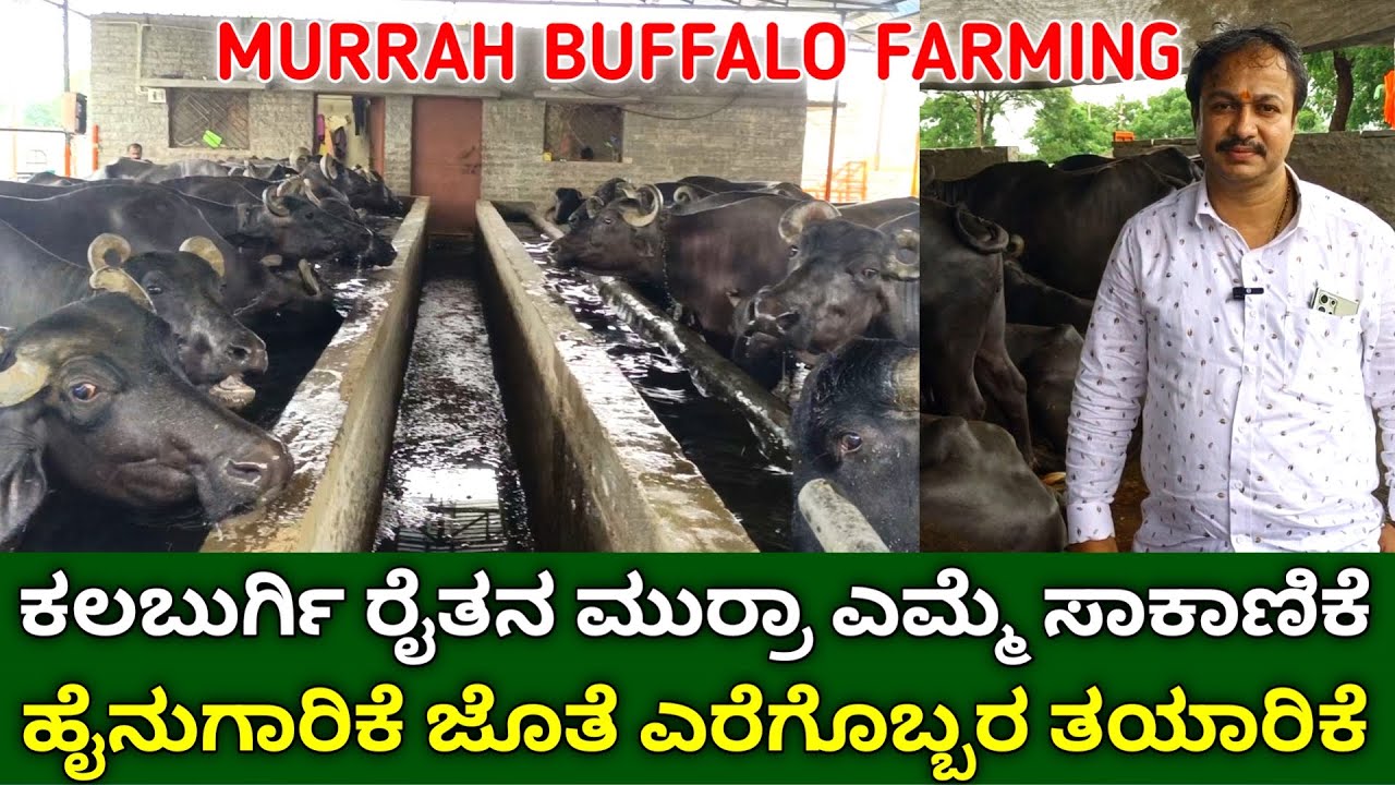 ಮುರ್ರಾ ಎಮ್ಮೆ ಸಾಕಾಣಿಕೆ | ಎರೆಹುಳು ಗೊಬ್ಬರ ತಯಾರಿ | Murrah Buffalo Dairy Farming | Emme Sakanike