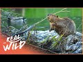 Why Do Beavers Build Dams Nature S Engineers Wildlife Documentary Natural Kingdom Real Wild 