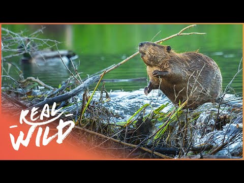 Video: The beaver dam is a ready-made engineering solution in human life