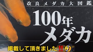【ホシタカめだか】#074 改良メダカ大図鑑～100年メダカ