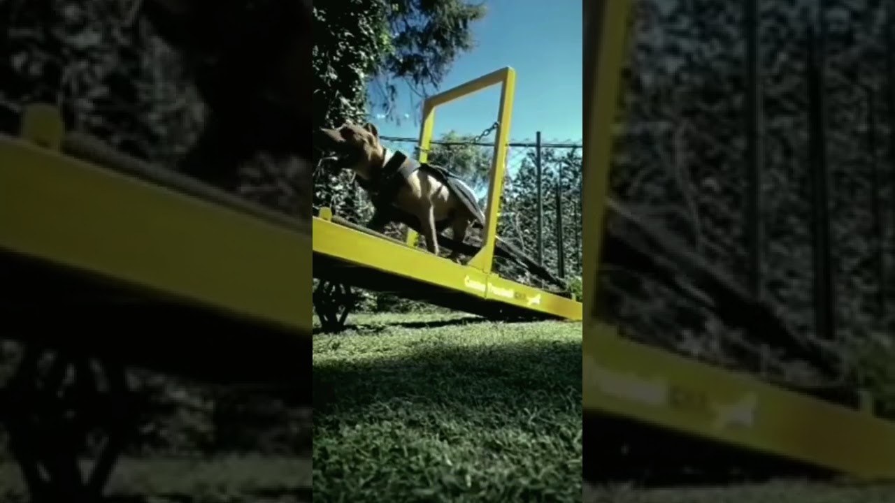 Pitbull and Apbt dog running on Dog Treadmill dog treadmill India 