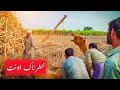 Dangerous Camel of my Village | 🐪 | Village life in Pakistan | Vlogs | Zahid Khan