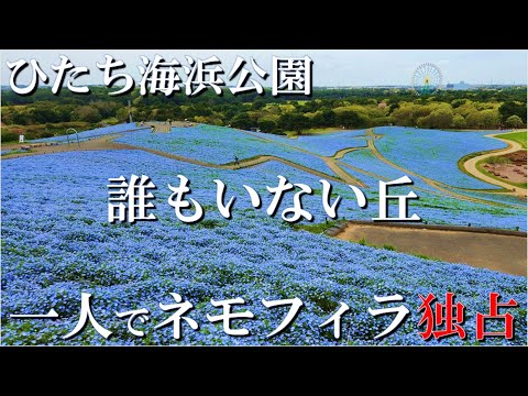 【ネモフィラ】ひたち海浜公園で人の居ないネモフィラの丘に突入ゥ！開園と同時にダッシュで一番乗りしてネモフィラ独占ッ！