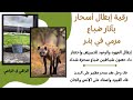 رقية إبطال أسحار بآثار الضباع مرمي في البئر للخضوع والذلة والإحتقار 