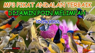 SUARA PIKAT BURCIL RIBUT PALING AMPUH - 30-12-2023 @Kuang_Kicau