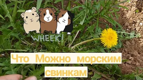 ||Какие веточки можно давать морским свинкам|| можно ли морским свинкам Лопухи||И одуванчики||
