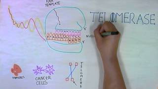 Game of Chromosomes: Senesce or Divide screenshot 5