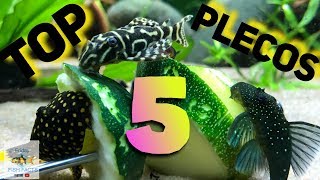 My TOP 5 PLECOS