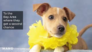 The Aloha Dog Project by Berkeley Humane 694 views 5 months ago 1 minute, 14 seconds