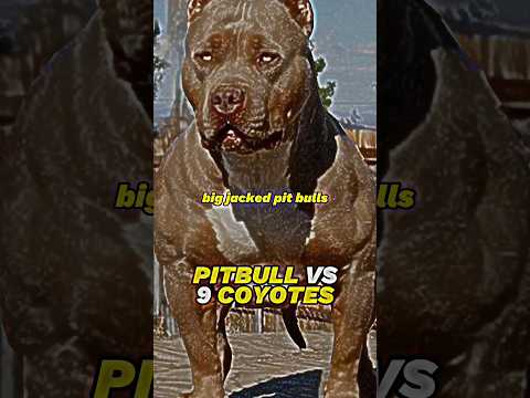 Joe Rogan: Pitbull Vs 9 Coyotes Joerogan Pitbull