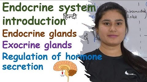 Endocrine System | Endocrine Glands | Exocrine Glands | Regulation of Hormone Secretion