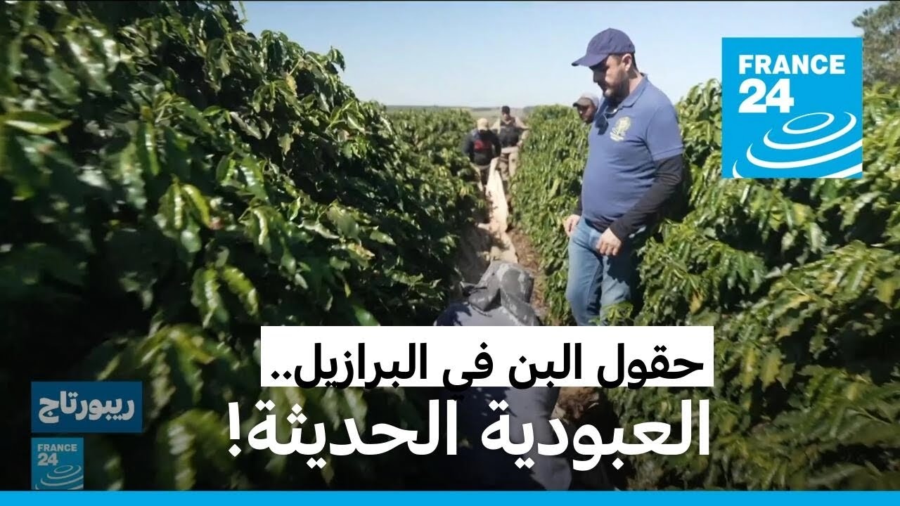 حقول البن في البرازيل.. أرباح قياسية في ظل عبودية حديثة!!