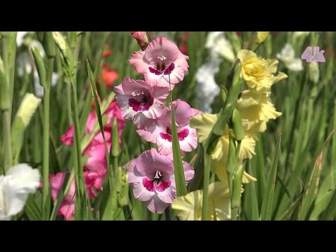 Video: Gladiolus Muriel: Përshkrimi I Acidantera Me Dy Ngjyra (bicolor), Mbjellja Dhe Kujdesi Në Terren Të Hapur, Metodat E Mbarështimit