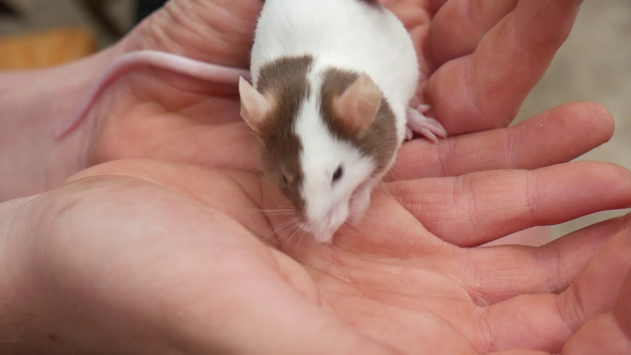 White Post Farm YouTube White Post Farm YouTube