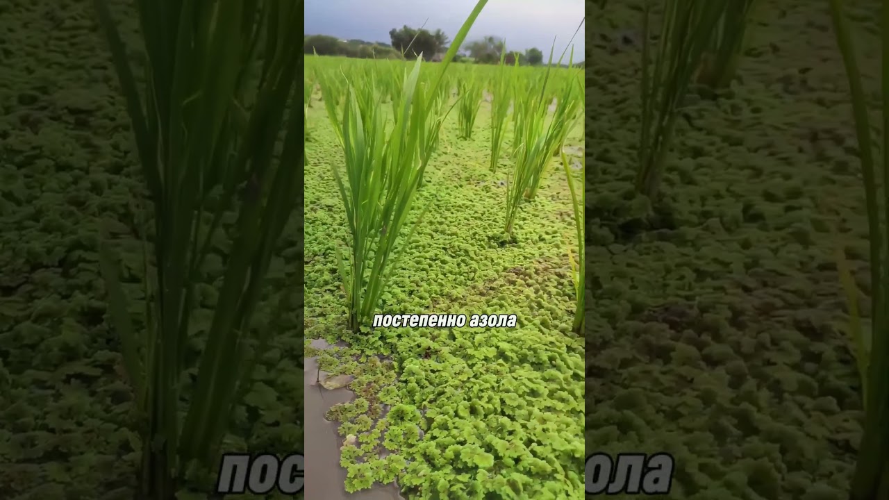 получение двойного урожая