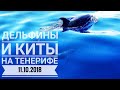 Тенерифе 2018. Суперпоездка на жёлтой подводной лодке к китам и дельфинам.