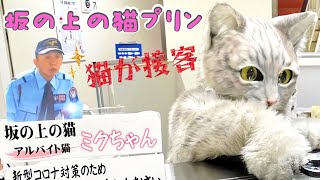 高槻ダイアリー664坂の上の猫プリンさん♫