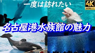 シャチ イルカ ベルーガに癒される【名古屋港水族館】マイワシのトルネード アクアリウム aquarium　ずらし旅