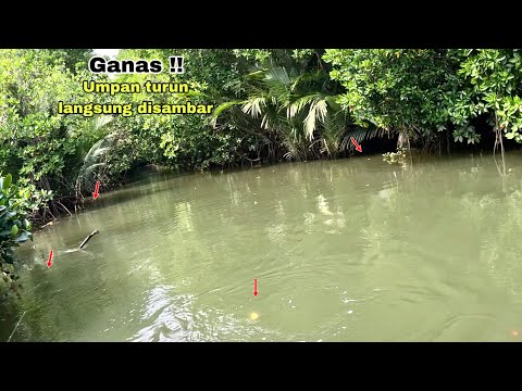 Ikan Jenaha