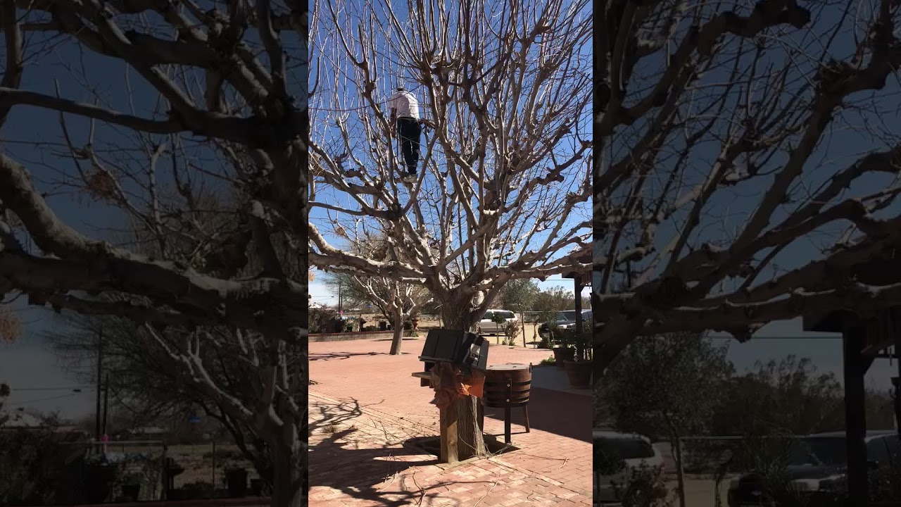 pina bausch La vitalidad de mi esposo de 72 años es sorprendente, mire cómo poda los árboles