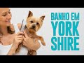 [AULA PRÁTICA]  Banho em Cachorro em Casa (Yorkshire) - Ju Almeida Pet