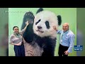 Honolulu Zoo unveils upgraded exhibits, targets giant pandas from China