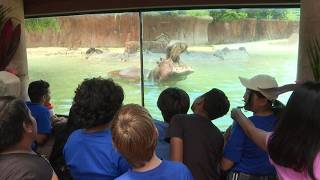 Honolulu Zoo unveils upgraded exhibits, targets giant pandas from China