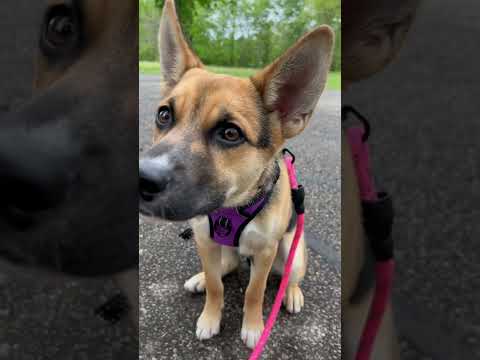 Our Baby Lila Dog Is Growing Up