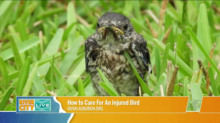 How to Care For an Injured Bird with Duval Audubon | River City Live
