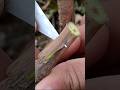 Grafting Grapes Very Easy Grafting Gardening 
