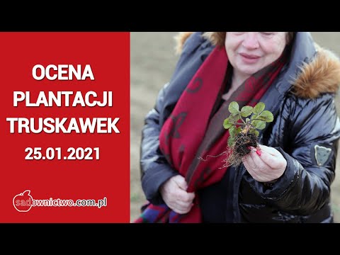 Wideo: Pionowe Kolumny Z Truskawkami. Ocena Metody