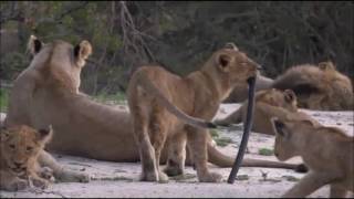 Safari Live : The whole Nkuhuma Pride and one B Boy as seen on drive this morning Nov 05, 2016