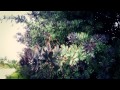 #897, Flores de un arbusto [Efecto], Naturaleza