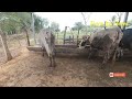 CUANTAS VACAS COMEN EN 1 MANZANA DE TIERRA AL AÑO. Finca las Flores..zacatecoluca la paz el Salvador