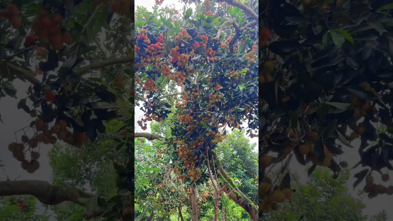 Vườn chôm chôm nhà ngoại của Sora tại Việt Nam #thuytv