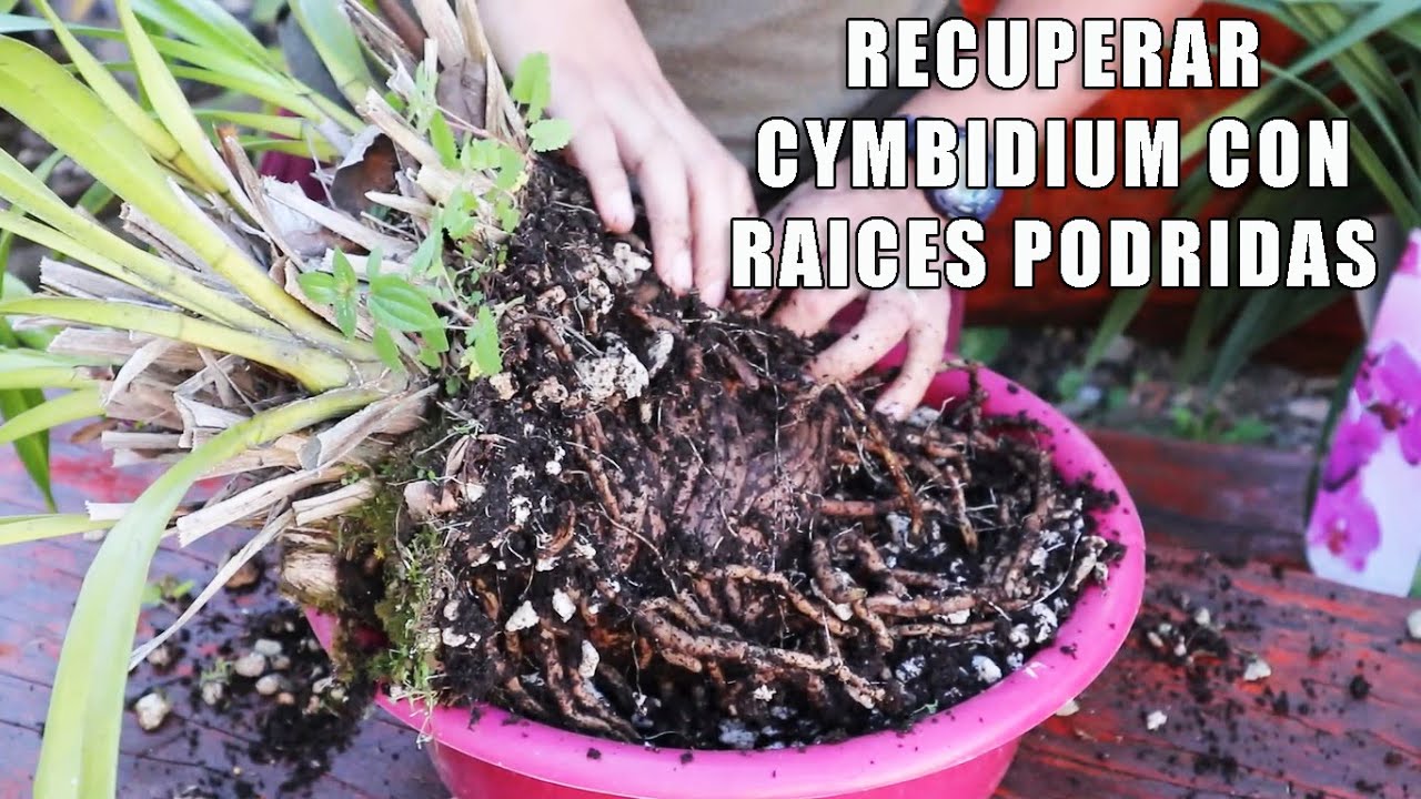 Como Salvar Orquídea Cymbidium con Raíces Podridas